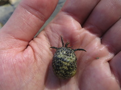 Clibanarius antillensis