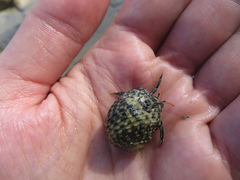 Clibanarius antillensis