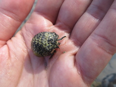 Clibanarius antillensis