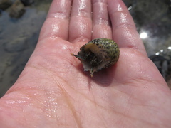 Clibanarius antillensis