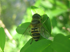 Eristalis cerealis