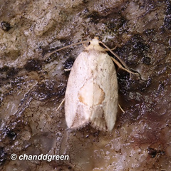 Strotihypera macroplaga