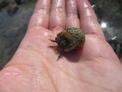 Clibanarius antillensis