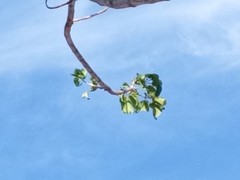 Roseodendron donnell-smithii