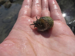 Clibanarius antillensis