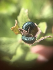 Trirhabda flavolimbata