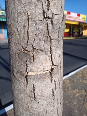 Roseodendron donnell-smithii