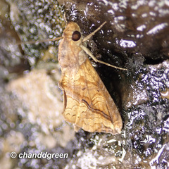Plusiodonta coelonota