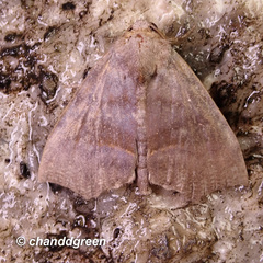 Thalatta fasciosa