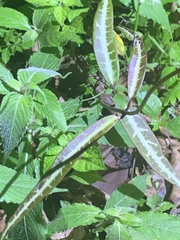 Gardneria multiflora