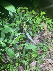 Gardneria multiflora