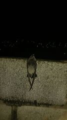 Chaetura meridionalis