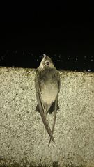 Chaetura meridionalis