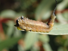 Lophyrotoma interrupta