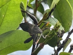 Pseudomictis obtusispinus