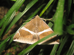 Bastilla arctotaenia