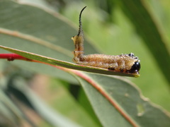 Lophyrotoma interrupta