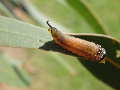 Lophyrotoma interrupta