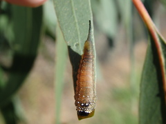 Lophyrotoma interrupta
