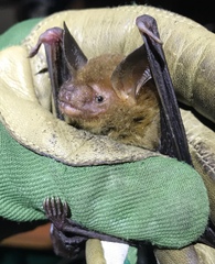 Bauerus dubiaquercus