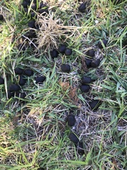 Damaliscus pygargus pygargus