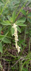 Croton argyranthemus