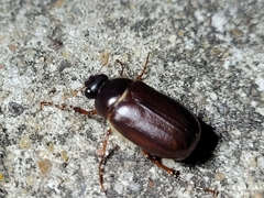 Phyllophaga congrua
