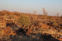 Commiphora glandulosa