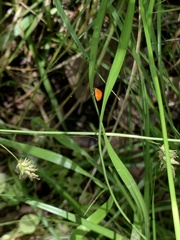 Carex texensis