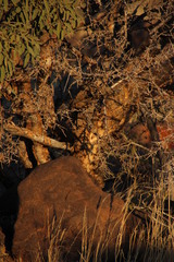 Commiphora glandulosa