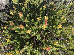 Penaea cneorum cneorum