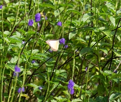 Appias lyncida vasava