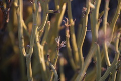 Kleinia longiflora