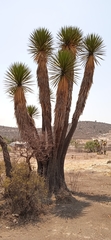 Yucca periculosa