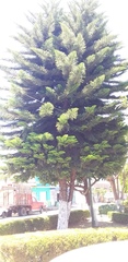 Araucaria columnaris