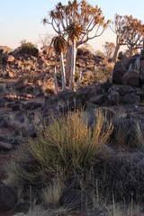 Kleinia longiflora