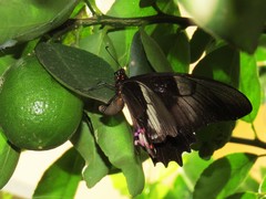 Heraclides anchisiades