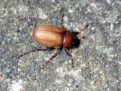 Phyllophaga submucida
