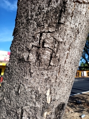 Roseodendron donnell-smithii