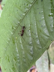 Dolichoderus attelaboides