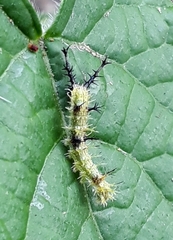 Eurytela hiarbas angustata