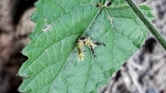 Eurytela hiarbas angustata