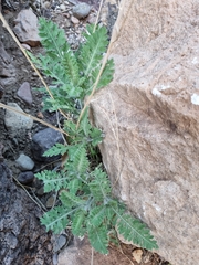 Engelmannia peristenia