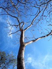 Roseodendron donnell-smithii