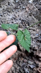Eurytela hiarbas angustata