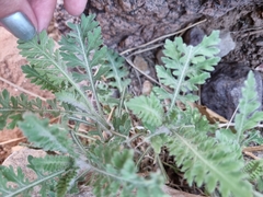 Engelmannia peristenia