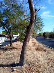 Roseodendron donnell-smithii