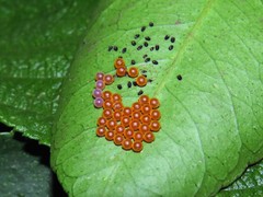 Heraclides anchisiades