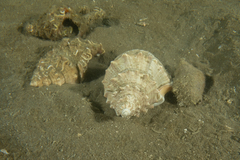 Pagurus novizealandiae