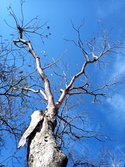 Roseodendron donnell-smithii